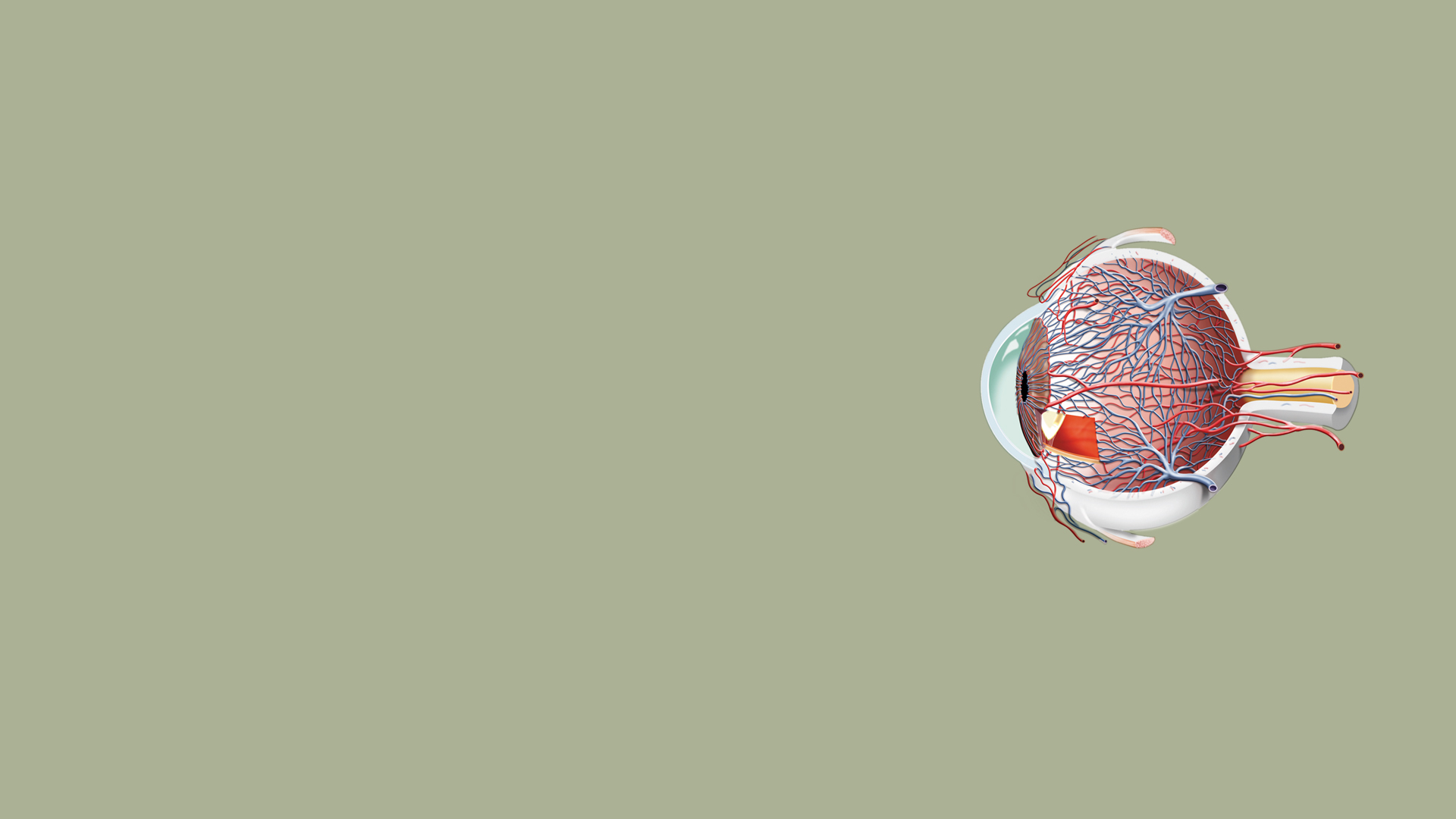 querschnitt auge illustration